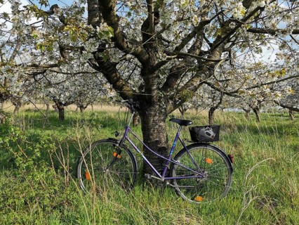 An old bicycle leaning in tall grass against a blooming tree in a quiet rural area, cycling,