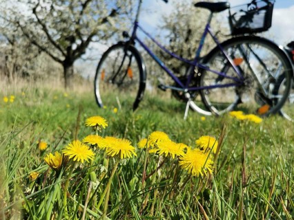 Close-up of dandelion (taraxacum) in a meadow with an old bicycle in the background, cycling,