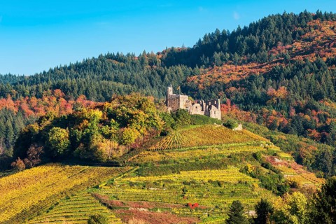 The ruins of Staufen Castle on a hill with vineyards in autumn, behind the mountains of the Black