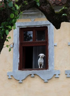 Little white dog sitting in a window, Transylvania, Romania
