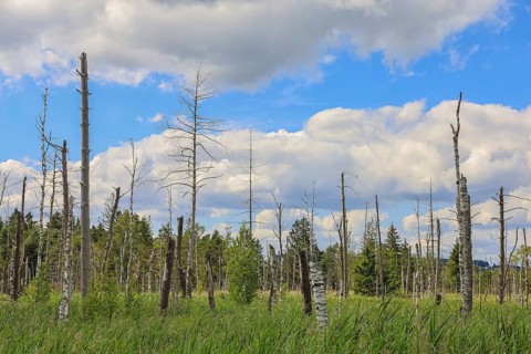 Marsh landscape with dead trees and grassy areas under cloudy sky, Wurzacher Ried Nature Reserve,