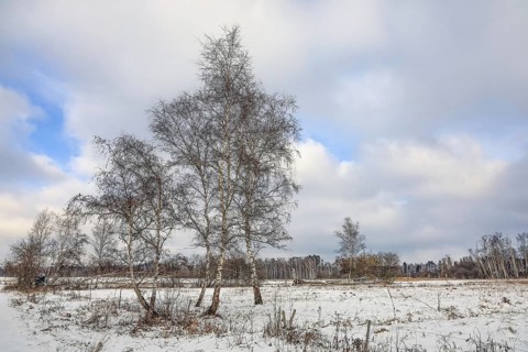 Snowy landscape with birch trees (Betula) under a cloudy sky, peaceful atmosphere,
