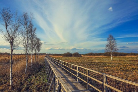 Wooden footbridge leads through wide meadows with birch trees (Betula), bright sky and clouds,