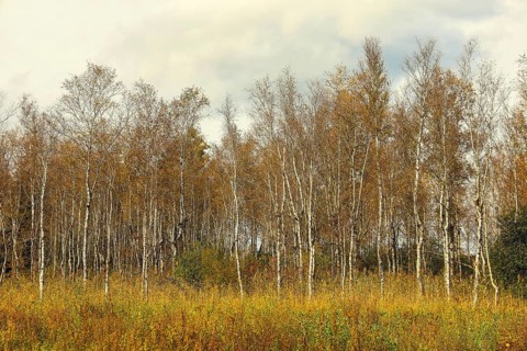 A tranquil autumn landscape with birch trees (Betula) and a cloudy sky, Federseeried nature