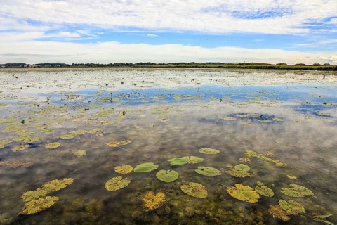 A calm lake with water lilies and cloudy sky, reflected on the water surface, Federsee lake,