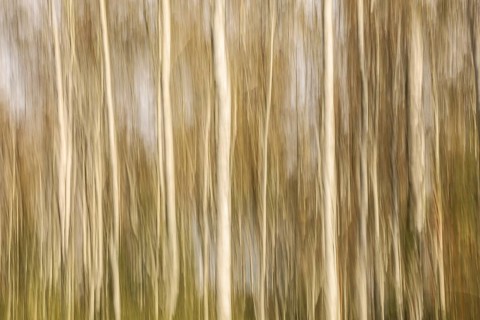 Blurred vertical lines are reminiscent of birch trees (Betula) in an autumnal forest,
