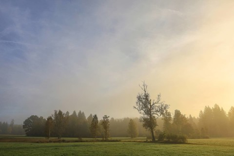 Foggy landscape in the morning with trees and meadows under soft light, Upper Danube nature park