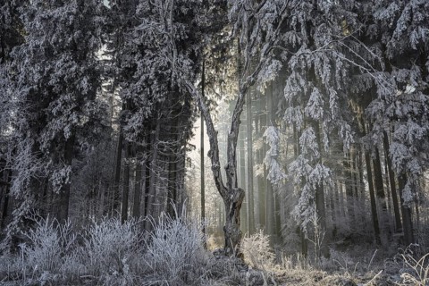A snowy forest in winter with sunlight shining through the trees creates a frosty atmosphere, Upper