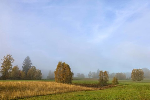 Foggy landscape with trees and meadow under clear sky, looks peaceful and quiet, Upper Danube