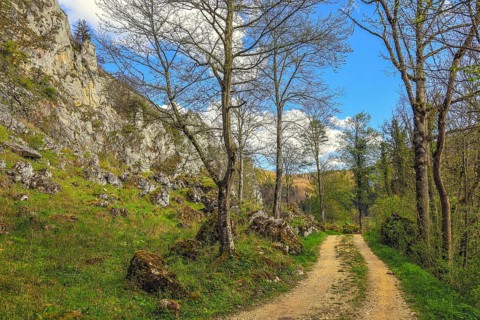 A lonely dirt road leads between trees and rocks in clear skies and light clouds, Upper Danube