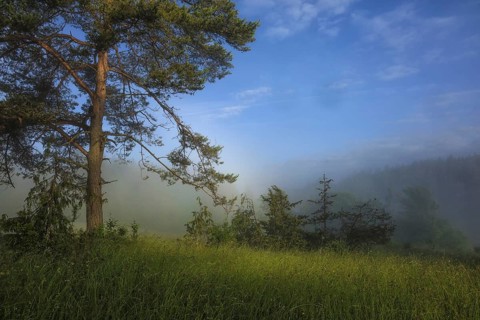 A peaceful morning with a tree in a foggy meadow under a blue sky, Upper Danube nature park Park,
