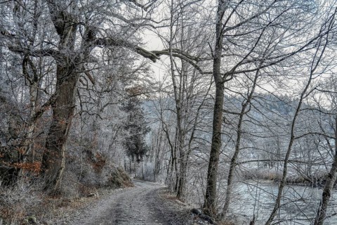Snowy forest trail along the Danube with bare trees and wintry atmosphere, Stiegelesfelsen nature