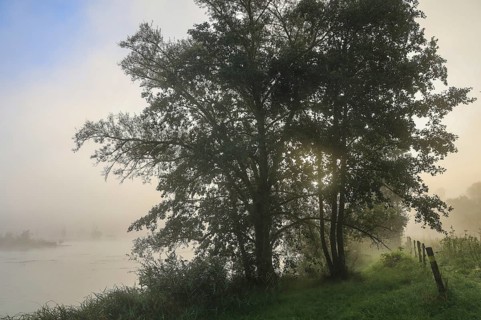 A tree stands on the foggy riverbank at dawn, creating a peaceful and quiet atmosphere,