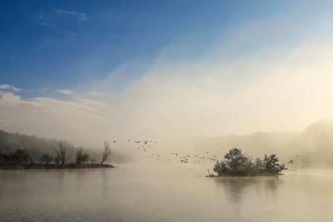 Foggy lake at dawn with flying birds and quiet atmosphere, Schwackenreuter Baggerseen-Rübelisbach