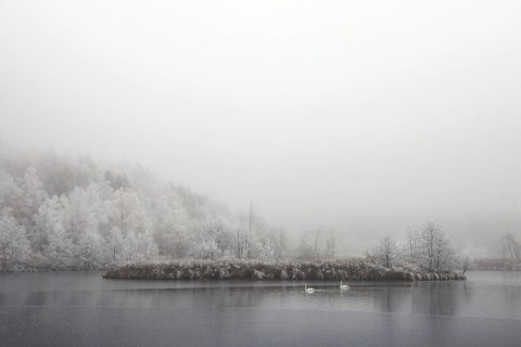 Winter lake with a small overgrown island and two swans in fog, Schwackenreuter