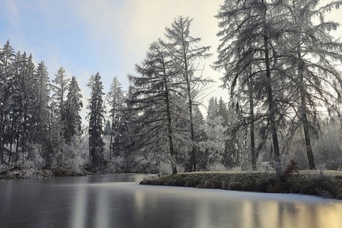 Snowy winter forest with frozen pond and trees and a quiet atmosphere,