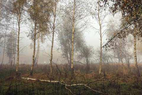 A misty forest scene with birch trees (Betula) and autumn grasses conveys a melancholy atmosphere,