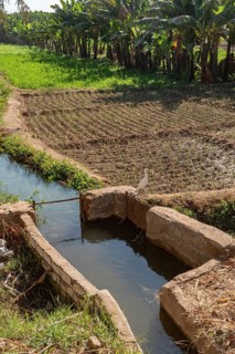 Agricultural Irrigation channels and canals bringing water from the River Nile to feed plants and