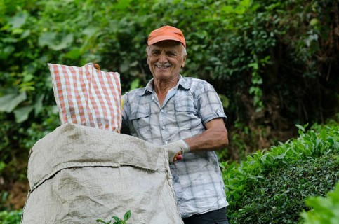 Rize, Turkey, September 5th 2014 Ali a Turkish tea farmer working in the plantations of the Black