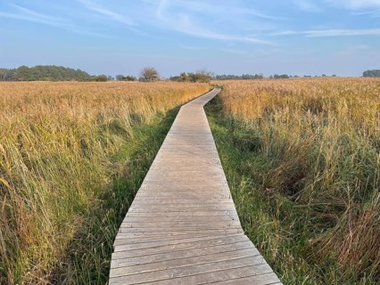 Footbridge through the reeds in the swamp area of the Western Pomerania Lagoon Area National Park,
