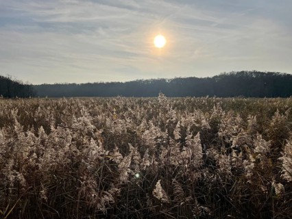 Reeds in the swamp area of the Vorpommersche Boddenlandschaft National Park, Darss-Zingster