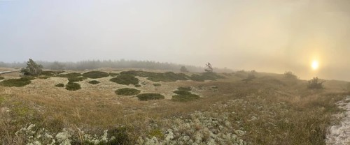 Sunset, fog. Landscape in the Western Pomeranian Lagoon Area National Park. panorama,