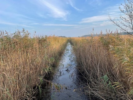 Reeds in the swamp area of the Vorpommersche Boddenlandschaft National Park, drainage trench,