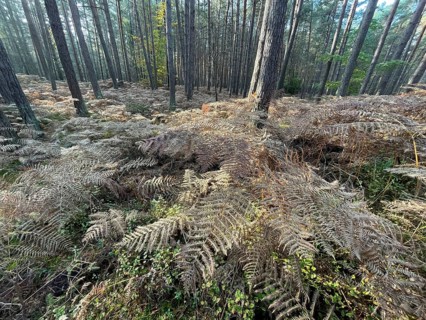 Forest, woodland fern (Athyrium filix-femina), ferns cover the ground, Western Pomerania Lagoon