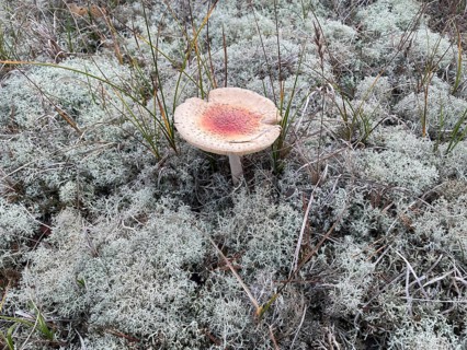 Fly agaric (Amanita muscaria) between lichens cover the ground in the Western Pomerania Bodden