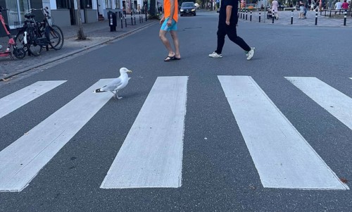 Herring gull (Larus argentatus), gull walking across the zebra crossing, funny, Warnemünde,