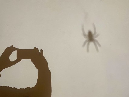 Photography, shadow, shadow of the photographer and shadow of the object, spider, cross spider,