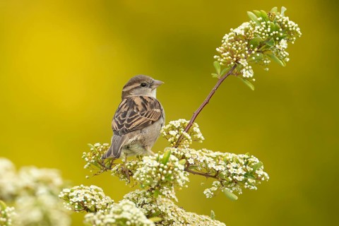 House sparrow (Passer domesticus) adult female garden bird on a shrub with white blossom flowers in