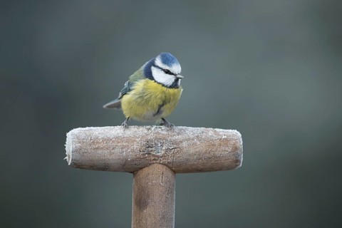 Blue tit (Cyanistes caeruleus) adult garden bird on a frost covered fork handle in winter, England,