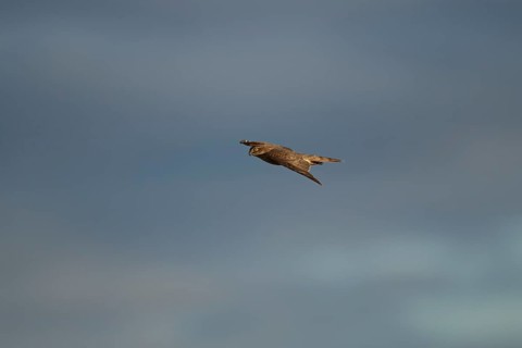 Eurasian sparrowhawk (Accipiter nisus) adult female bird of prey in flight, England, United Kingdom