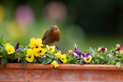 European robin (Erithacus rubecula) adult garden bird on a plant pot with Pansy and Viola flowers