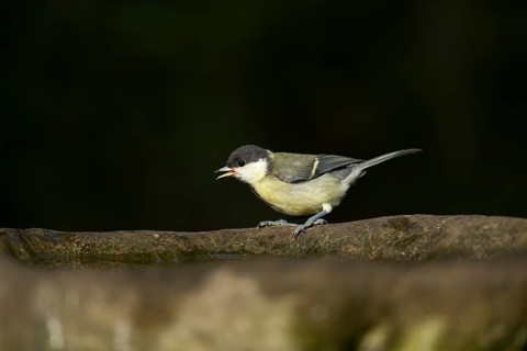 Great tit (Parus major) adult garden bird on a bird bath in summer, England, United Kingdom