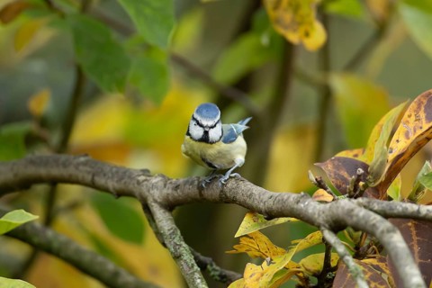 Blue tit (Cyanistes caeruleus) adult garden bird on a Magnolia tree branch with autumn colour