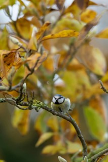 Blue tit (Cyanistes caeruleus) adult garden bird on a Magnolia tree branch with autumn colour
