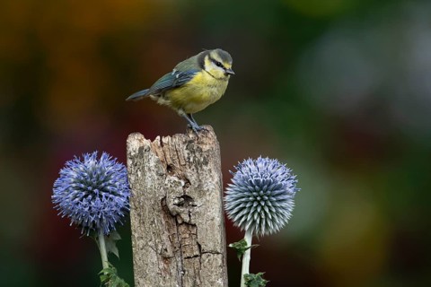 Blue tit (Cyanistes caeruleus) adult garden bird on a wooden post in summer, England, United
