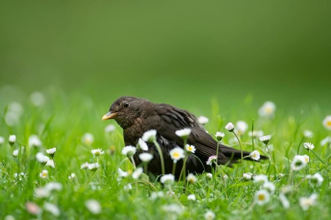European blackbird (Turdus merula) adult female garden bird on a grass lawn with daisy flowers in