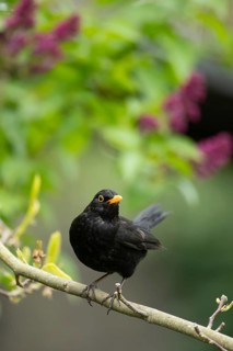 European blackbird (Turdus merula) adult male garden bird on a Lilac tree branch in spring,