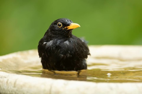 European blackbird (Turdus merula) adult male garden bird washing in a bird bath in summer,