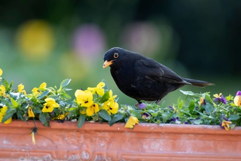 European blackbird (Turdus merula) adult male garden bird on a plant pot with pansy and viola