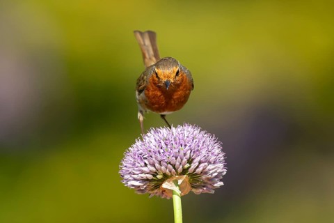 European robin (Erithacus rubecula) adult garden bird on an Allium flower in summer, England,