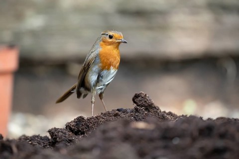 European robin (Erithacus rubecula) adult garden bird on a pile of soil in summer, England, United