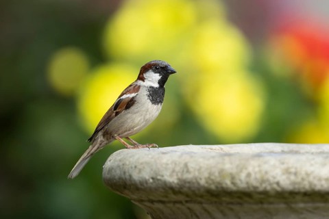 House sparrow (Passer domesticus) adult male garden bird on a bird bath in summer, England, United