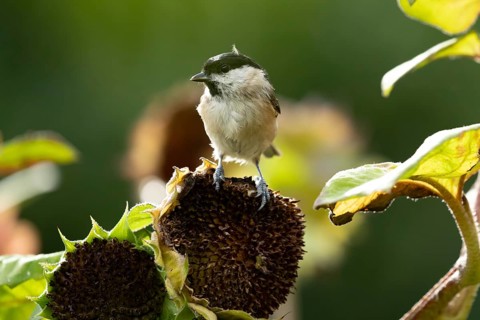 Marsh tit (Poecile palustris) adult garden bird on a sunflower plant seedhead in summer, England,