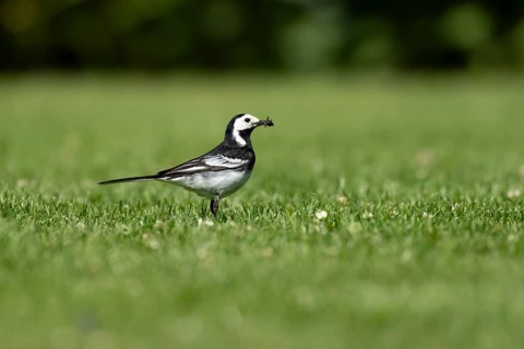 Pied wagtail (Motacilla alba) adult bird on a garden grass lawn with insects in its beak for food