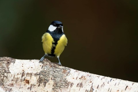Great tit (Parus major) adult garden bird on a silver birch tree log, England, United Kingdom