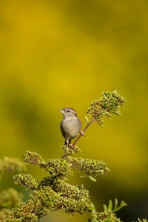 House sparrow (Passer domesticus) adult female garden bird on a shrub in summer, England, United